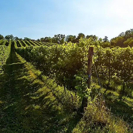 Baldi: The Perfect Refuge Between Vineyards And Nature Maison d'hôtes *